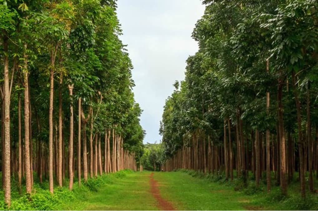 Sandal Wood Plants Image