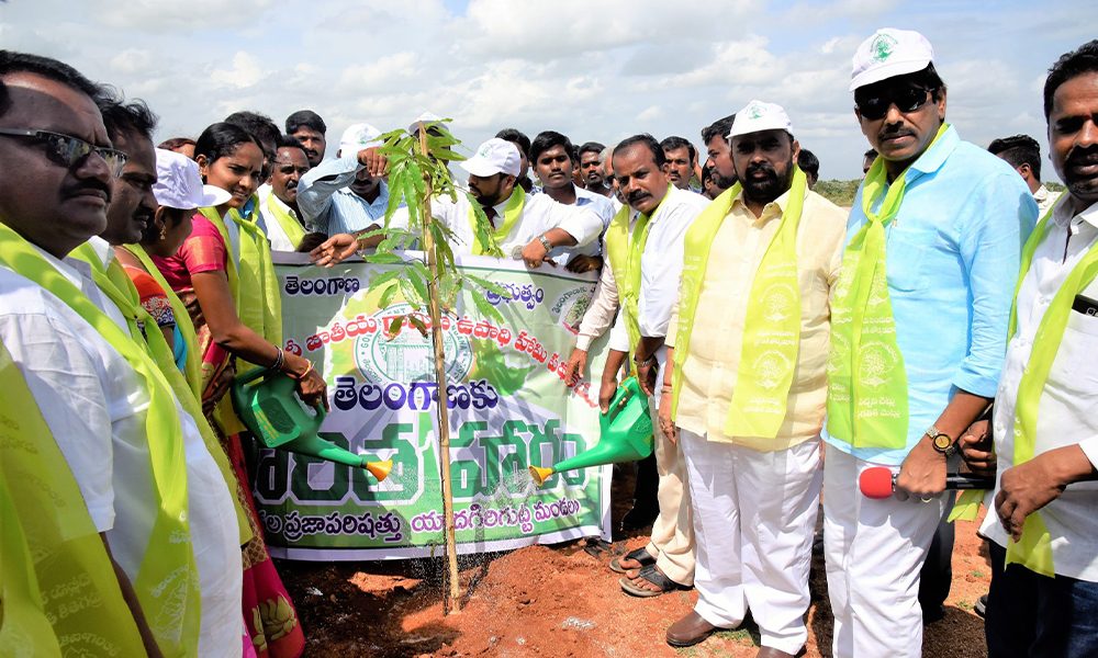 Tree Plantation & Green Drive